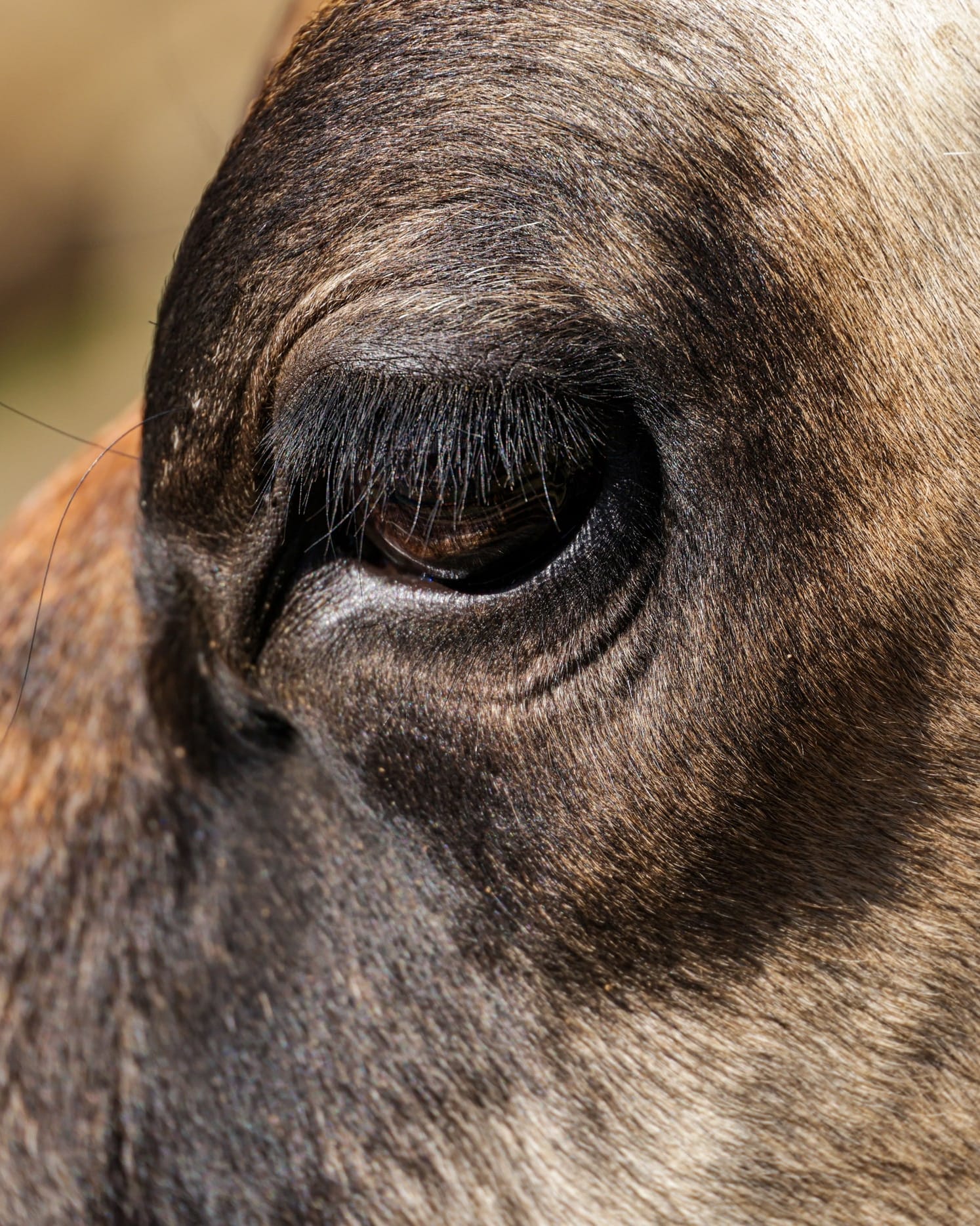 Close-up of a cow’s eye