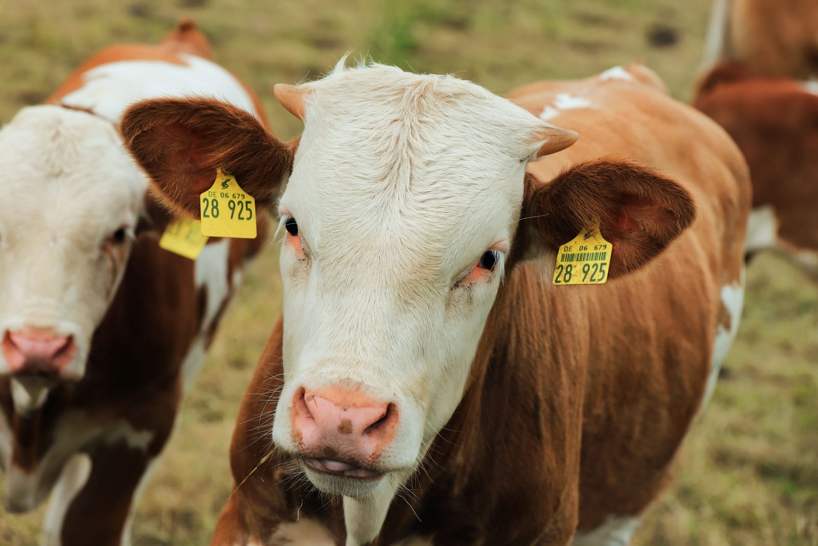 Close-up of a cow’s head