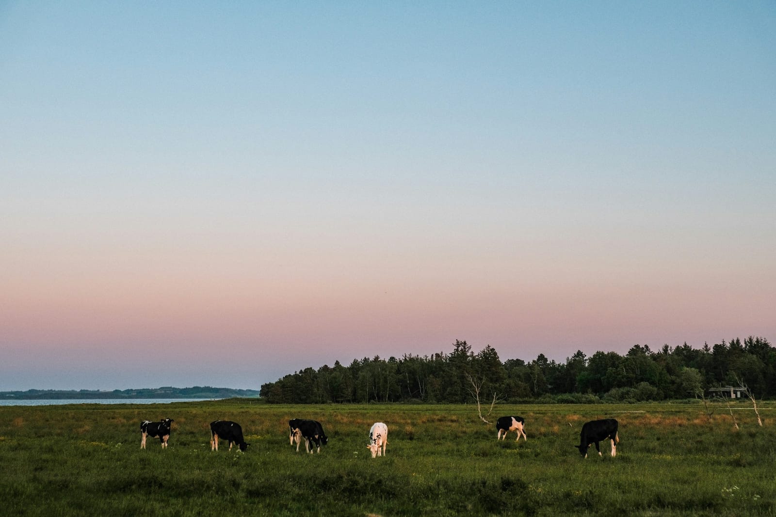 Young cattle on a meadow at dusk