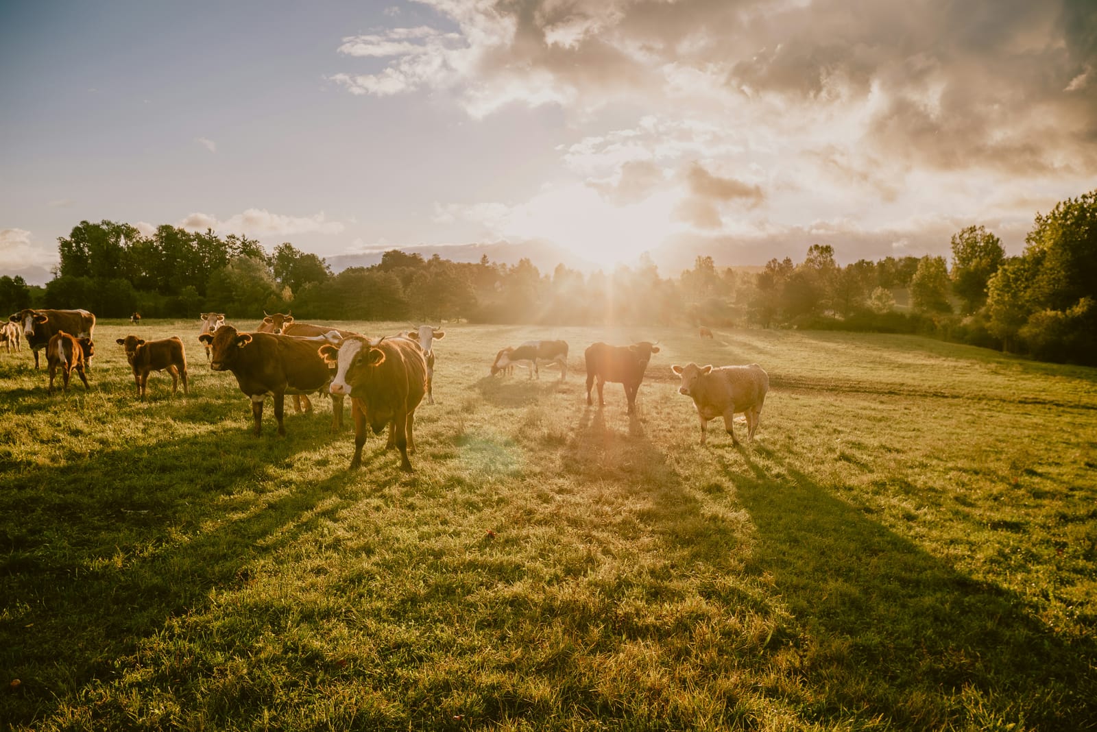 Cattle on wide green pasture