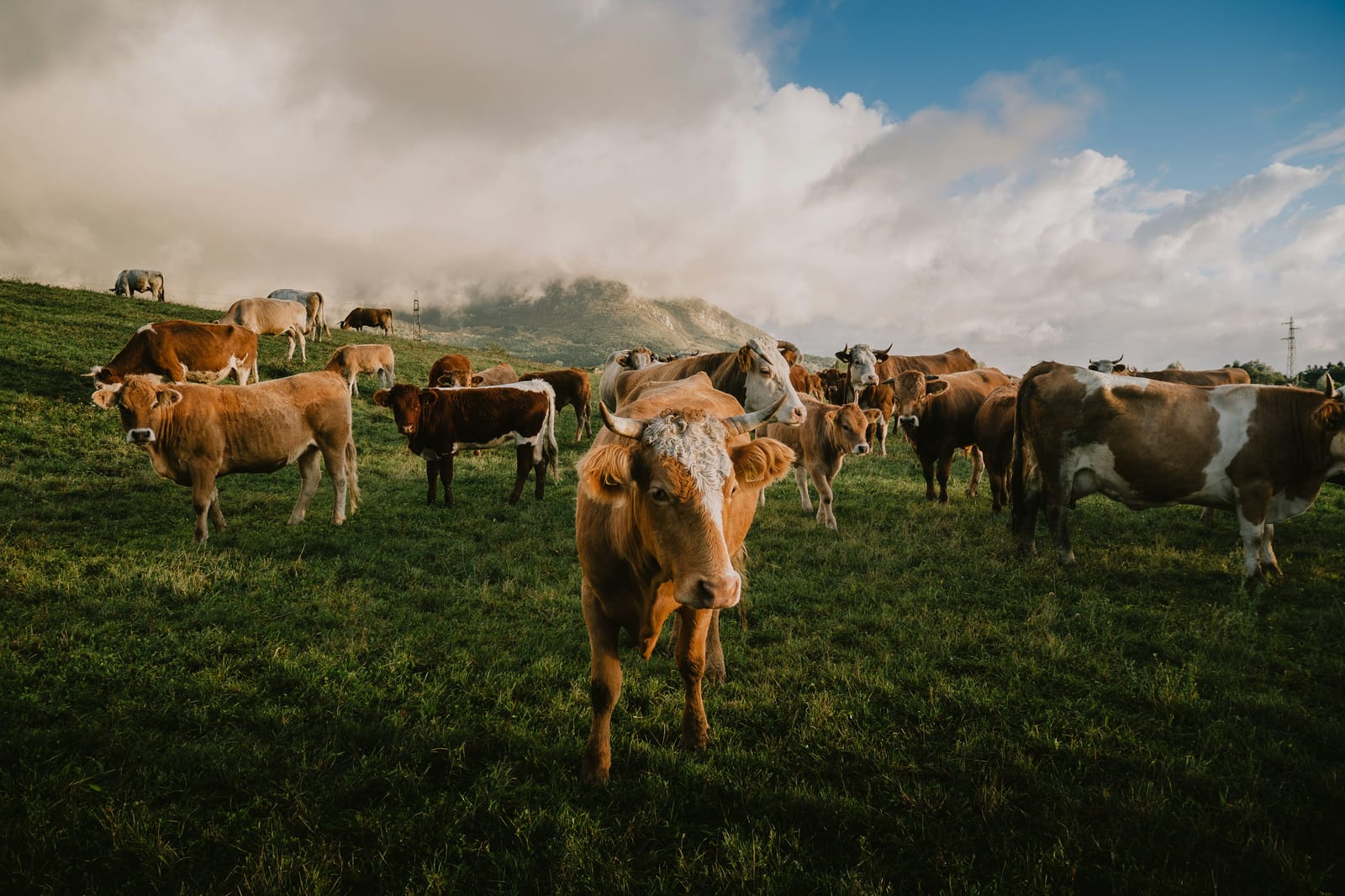 Large herd of cattle on a green hillside