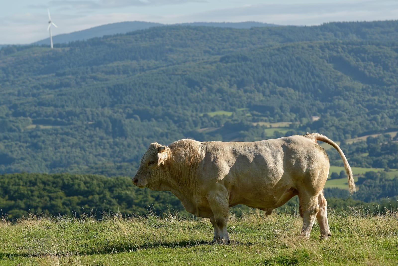 Cream-white Charolais bull on pasture