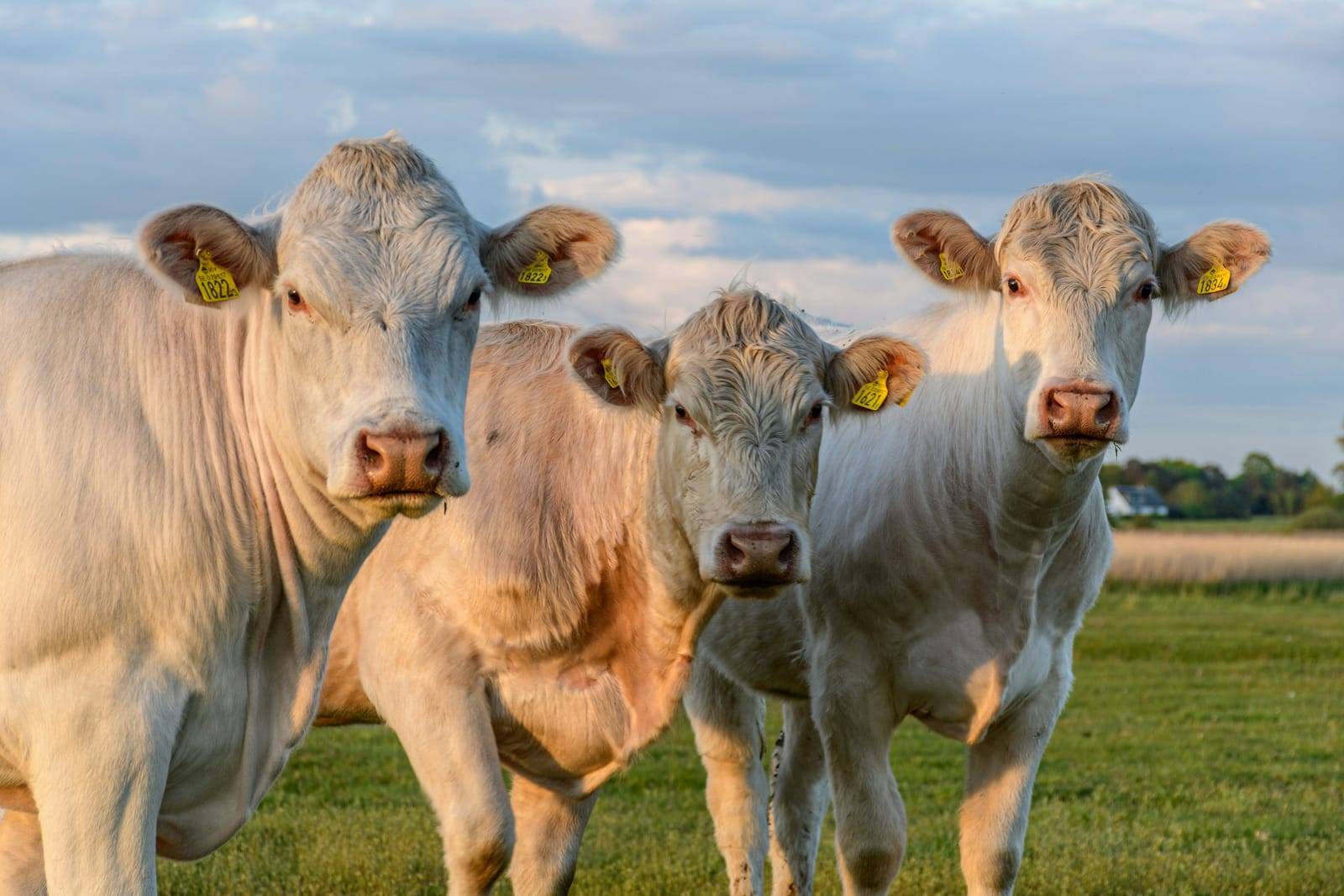 Cream-white Charolais cattle on pasture