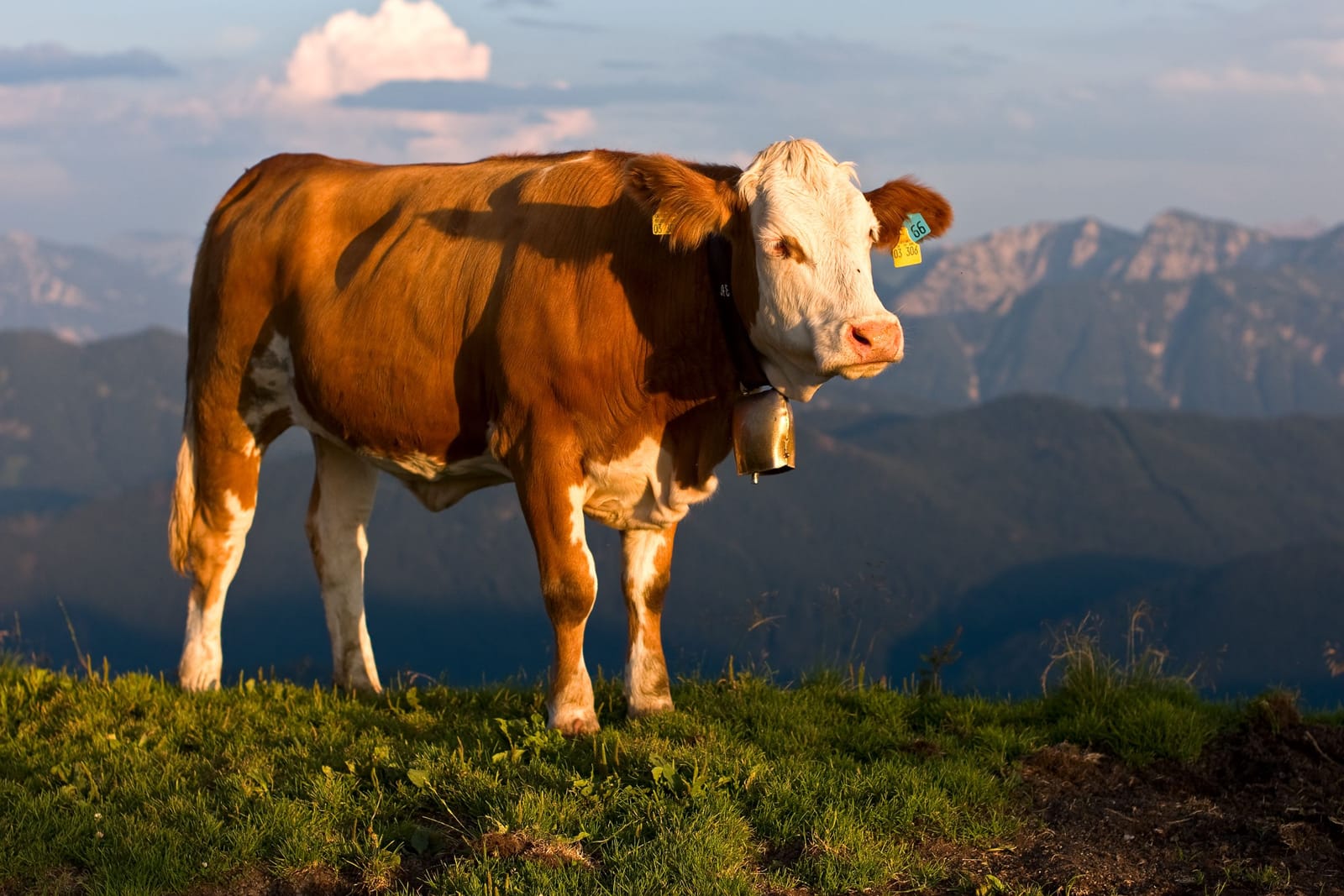 Fleckvieh (Simmental) cow with a white head on a mountain pasture