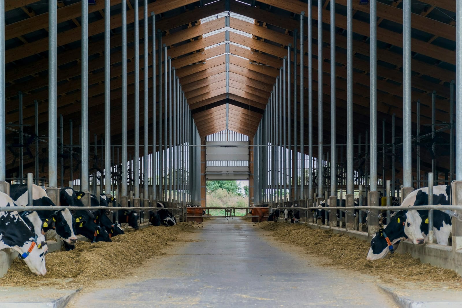 Cattle in a bright, open barn