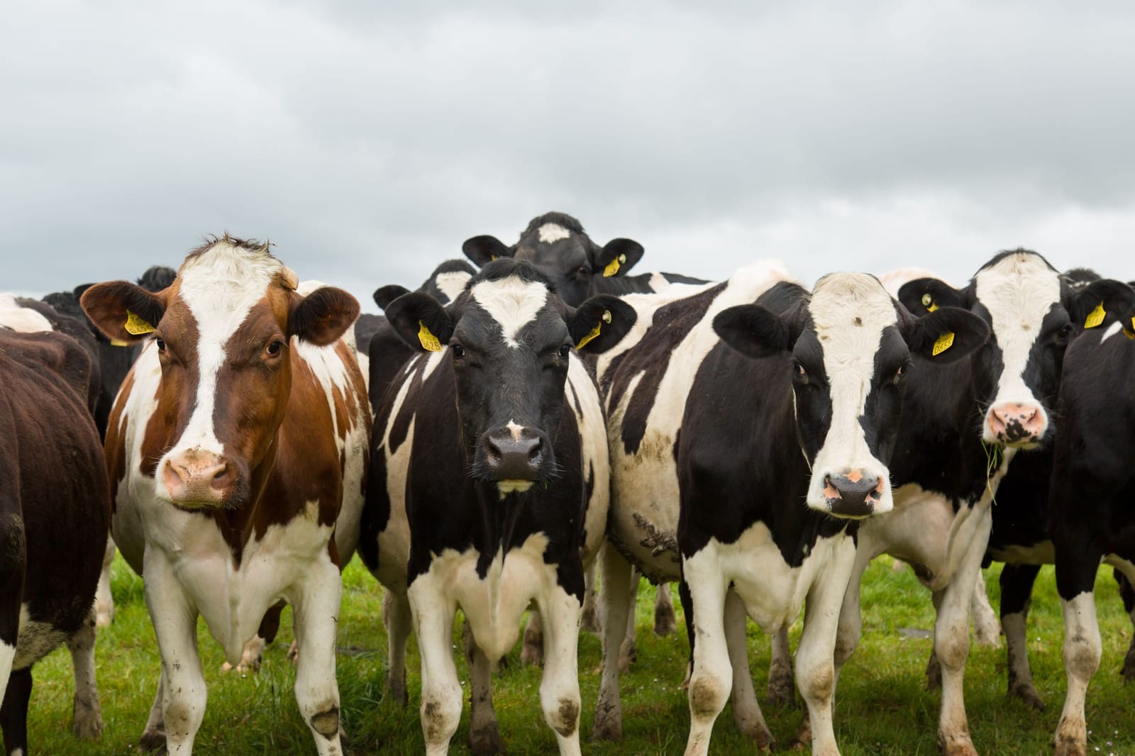Black-and-white Holstein cattle on pasture