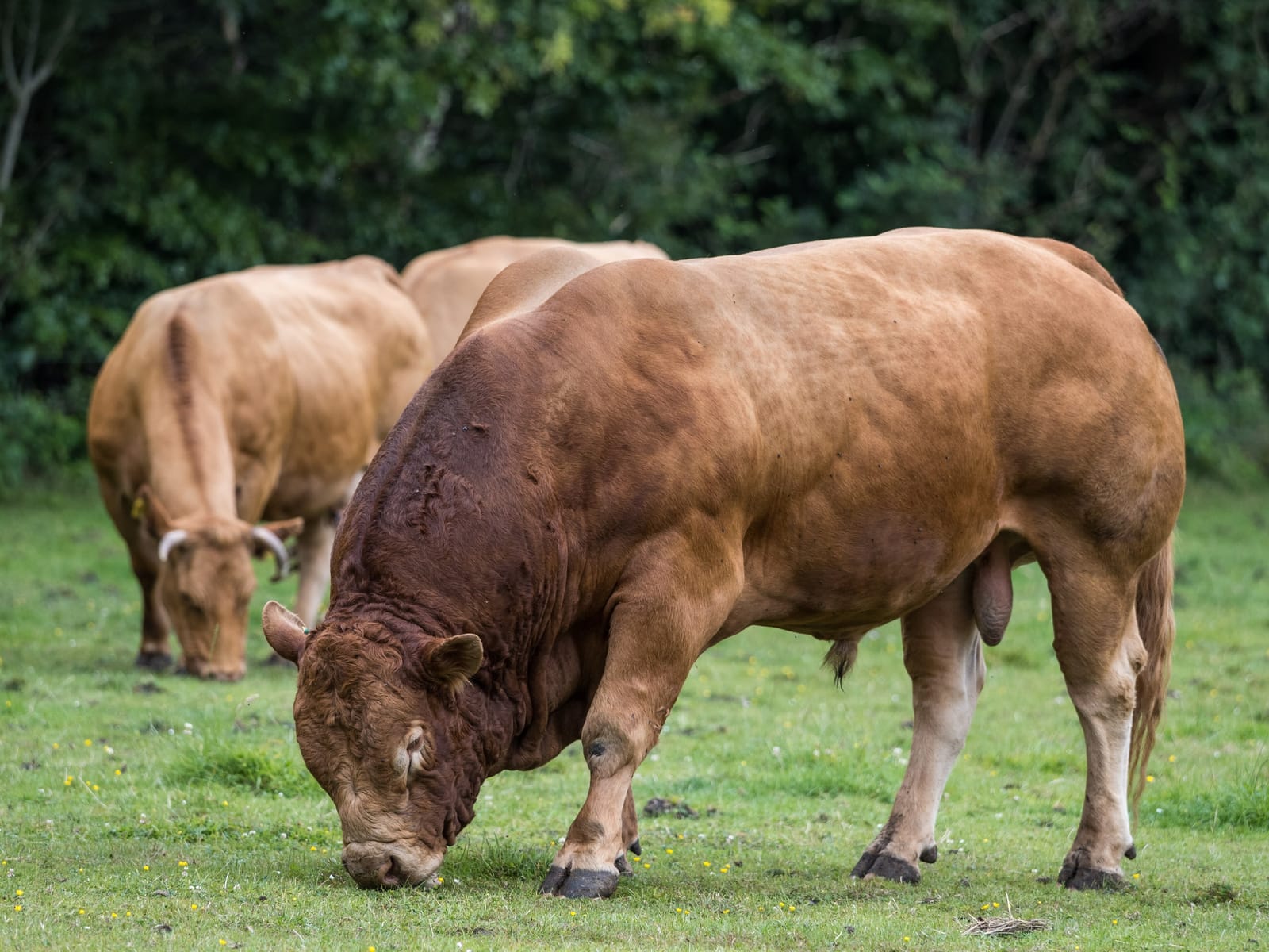 Golden-red Limousin cattle on pasture