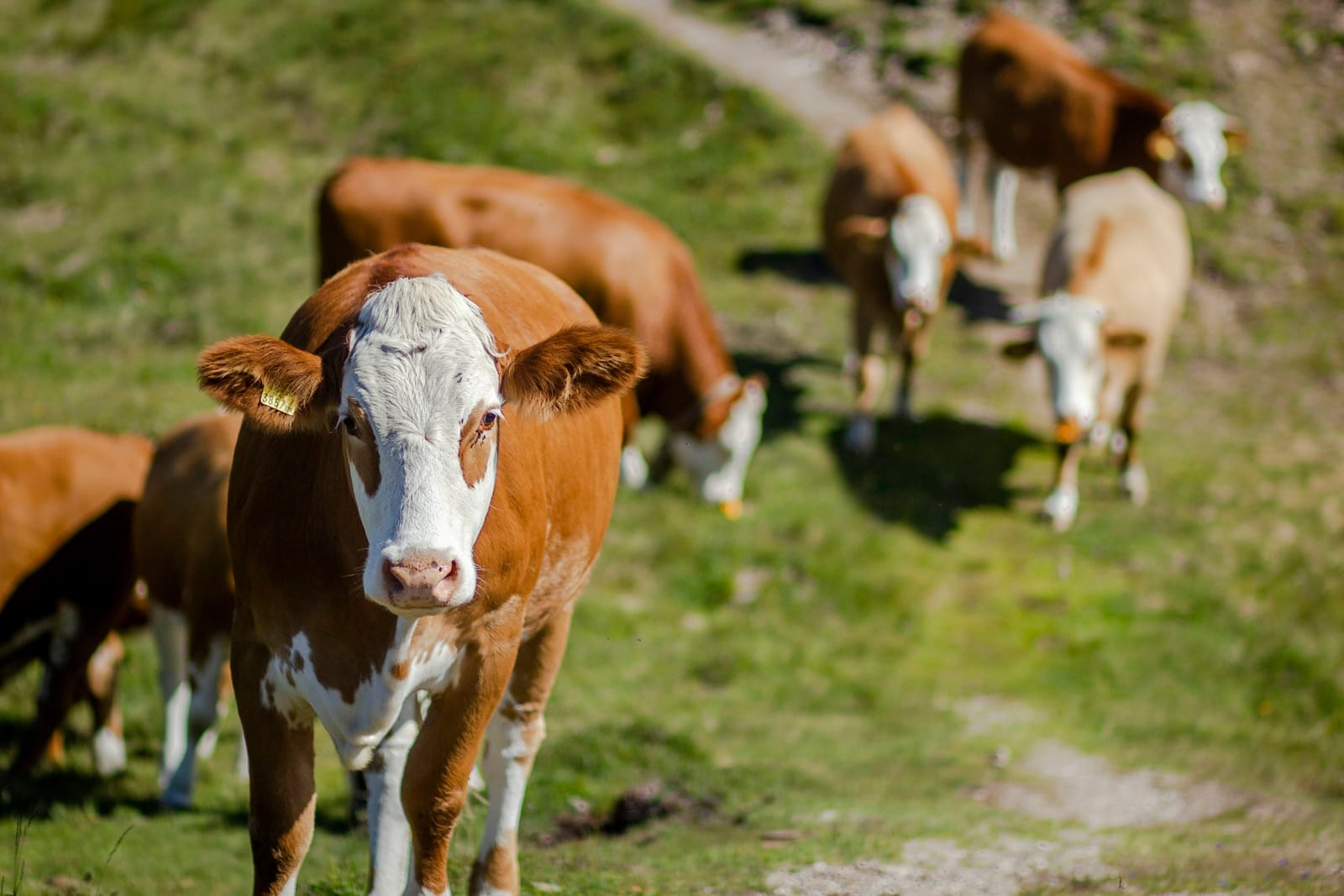 Heifers on pasture