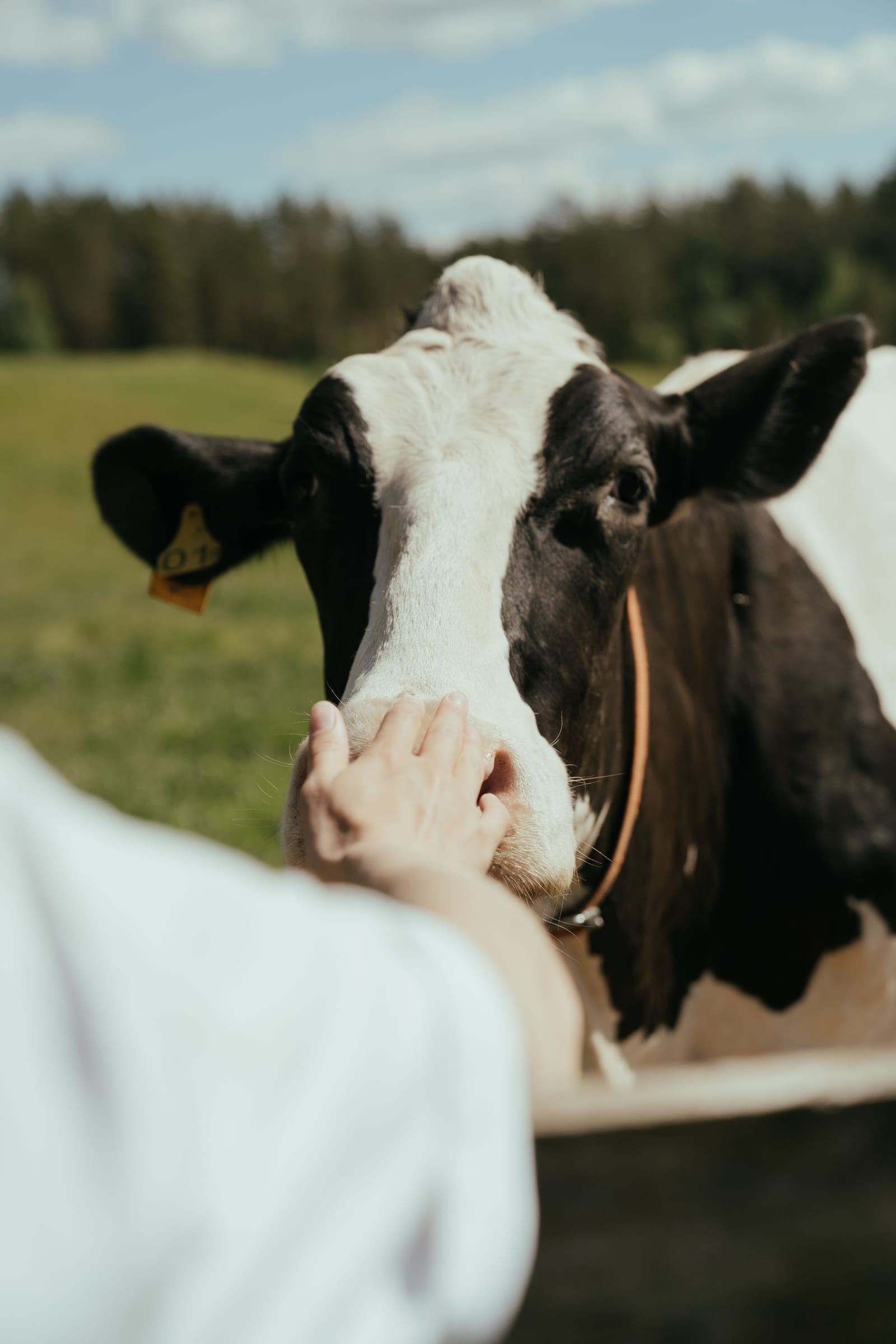 A hand gently touching a Holstein cow’s muzzle